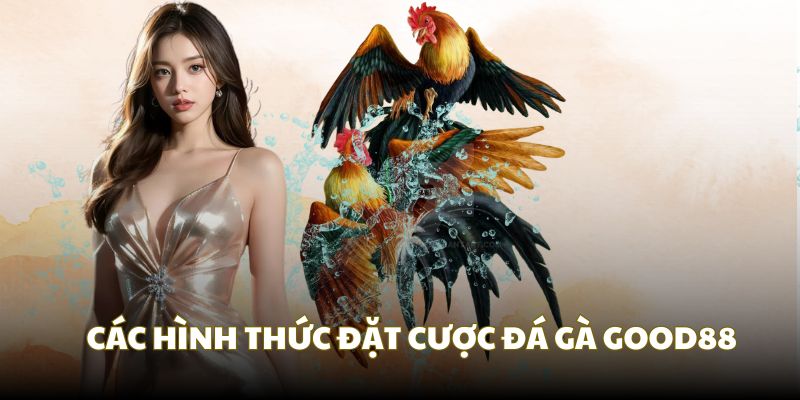 Tổng hợp các lựa chọn cược sảnh chọi gà