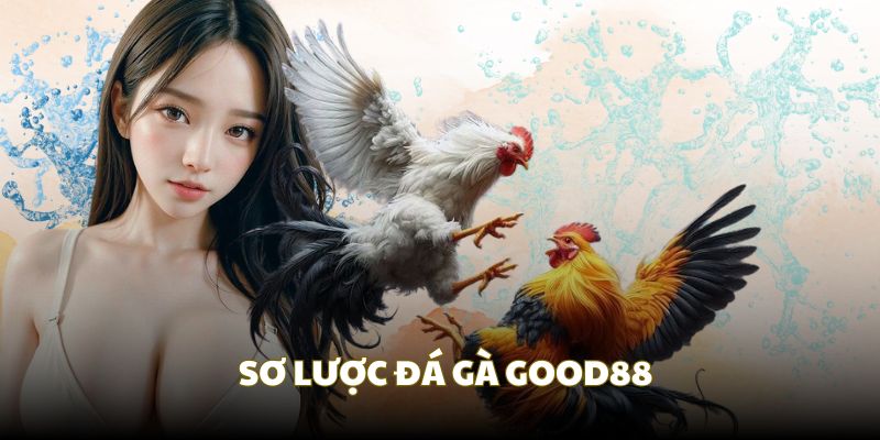 Sơ nét các đặc điểm đá gà Good88