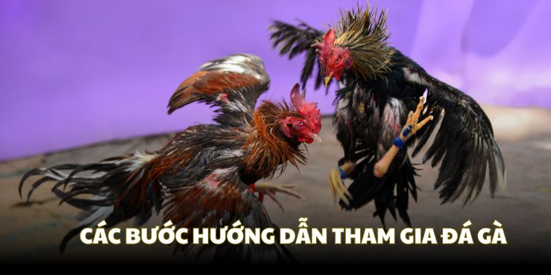 Cách tham gia đá gà Good88 theo các bước đơn giản