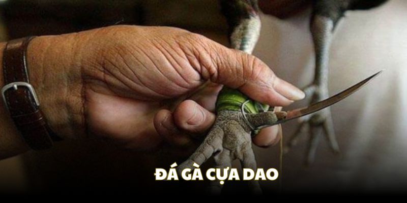 Cựa dao giữ lửa kịch tính trong đá gà cựa thép Cựa dao giữ lửa kịch tính trong đá gà cựa thép