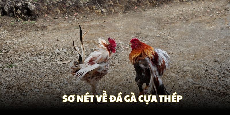 Sơ nét dễ hiểu về chọi gà cựa thép Sơ nét dễ hiểu về chọi gà cựa thép