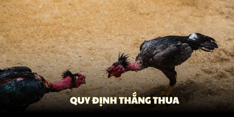 Quy định thắng thua của một trận đấu đá gà cựa sắt Quy định thắng thua của một trận đấu đá gà cựa sắt