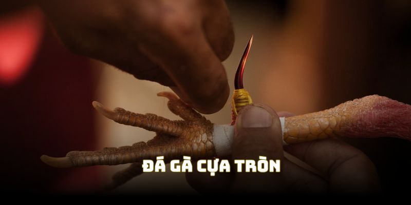 Cựa tròn luôn là lựa chọn hấp dẫn trong đá gà cựa thép Cựa tròn luôn là lựa chọn hấp dẫn trong đá gà cựa thép