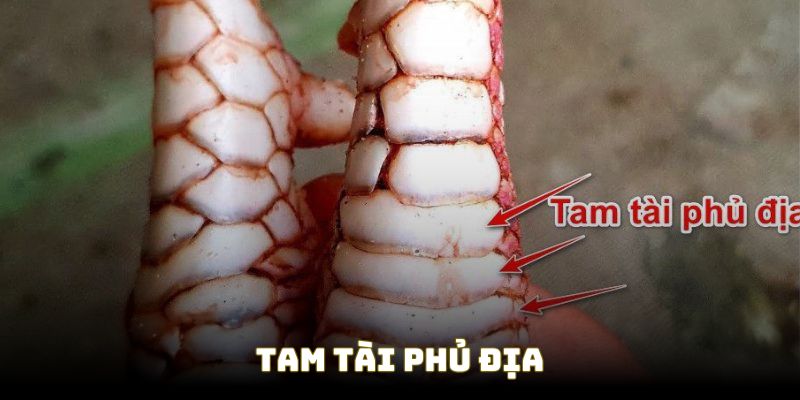 Đặc điểm vảy gà Tam Tài Phủ Địa